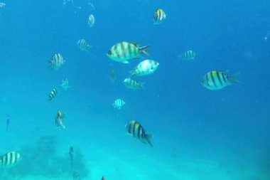 Renkli balıklar Mısır 'ın Hurghada kentindeki Kızıldeniz' deki mercan resifleri arasında yüzerler. Sualtı görüntüsü tropik deniz canlılarıyla dolu, şnorkelle yüzme maceraları için mükemmel bir ekosistem ortaya koyuyor..