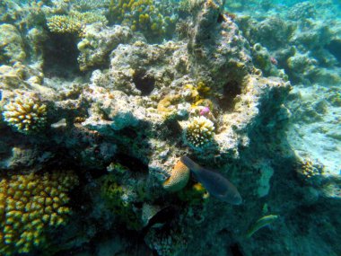 Renkli mercanlar ve tropikal balıklar Hurghada tatil köyündeki Kızıldeniz 'de canlı bir sualtı ekosistemi oluştururlar. Bu bakış, şaşırtıcı bir yaşam alanındaki deniz yaşamının zengin biyolojik çeşitliliğini gösteriyor..