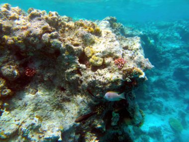 Hurghada 'daki Kızıl Deniz' in nefes kesici deniz yaşamını keşfedin. Renkli mercanlar ve dingin turkuaz suların ortasında etkin balıklar sergiliyorsunuz..