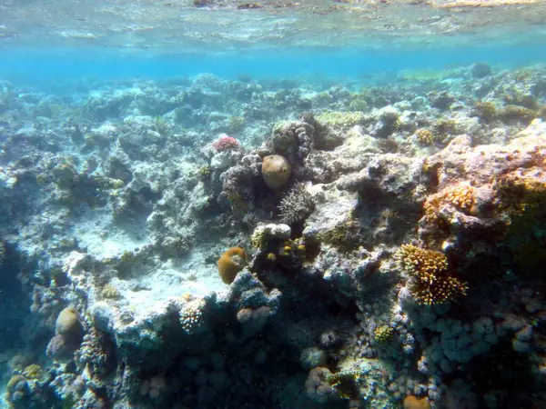 stock image Vibrant marine life thrives among the colorful corals of the Red Sea, showcasing the rich biodiversity beneath the surface near Hurghada. A tranquil underwater world invites exploration.