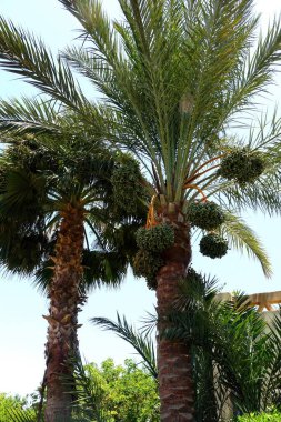 İki uzun hurma ağacı canlı yeşil yapraklarını ve olgunlaşan meyve kümelerini berrak mavi bir gökyüzüne serer, yemyeşil bir tropikal alanda gelişir..