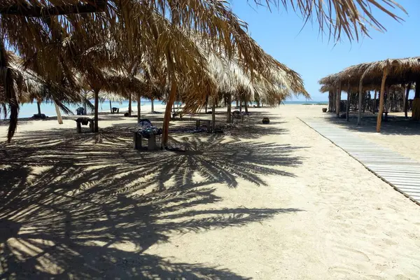 Ziyaretçiler Cennet Adası 'ndaki sazdan plaj şemsiyelerinin altında güneşin tadını çıkarıyorlar. Yumuşak kum ve açık mavi gökyüzü Kızıl Deniz yakınlarında mükemmel bir tropikal kaçış sağlıyor..