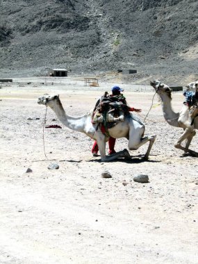 Abu Galum, Mısır - 1 Eylül 2009 Dromedary Develeri Ras Abu Galum 'da bir Safari sırasında Turist Taşımacılık