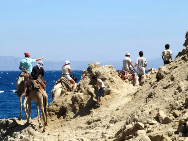 Abu Galum, Mısır - 1 Eylül Turistleri Abu Galum yakınlarındaki Mavi Göl 'ün manzaralı Dağ Yolu boyunca Develer Sürün