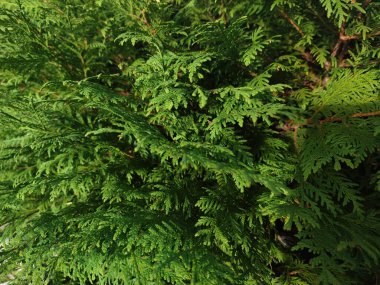 Eşkıyanın canlı yeşil dalları, açık hava bahçesinde yumuşak güneş ışığı altında karmaşık yaprak desenleri gösteren gür bir gölgelik oluşturur. Doğa burada gelişir..