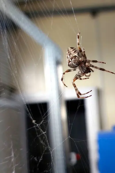 Yumuşak ışıklandırılmış kapalı bir ortamda, yetenekli bir örümcek ağ örüyor, sanatını sergiliyor ve doğa tasarımının harikalarına bir bakış sağlıyor..