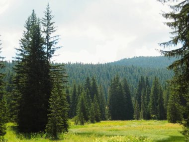 Karadağ 'daki Durmitor Ulusal Parkı' nın yemyeşil ve görkemli kozalaklı ağaçlarını keşfedin. Bu sakin manzara doğa aşıklarını açık hava maceralarına davet ediyor..