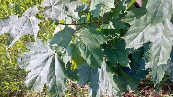 Parlak yeşil akçaağaç yaprakları açık mavi gökyüzünün altında yemyeşil bir tarlada canlı renklerini sergilerler. Doğa bu sakin açık havada gelişiyor..