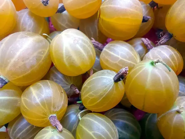 Yakın çekim görüntülerinde olgun bektaşi üzümleri sergileniyor. Sarı renkleri yerel bir çiftçi pazarında hafif ışıklandırma altında parlıyor..