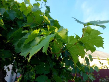 Parlak yeşil üzüm yaprakları sarmaşıklarda büyür, canlı bir bahçe ortamında güneş ışığını emer, ılık yaz boyunca doğal olarak büyür..