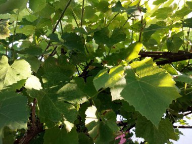 Bereketli yeşil üzüm yaprakları sıcak güneş ışığı altında parıldar, sakin bir öğleden sonra, huzurlu bir üzüm bağında canlı bir tepe örtüsü oluşturur..