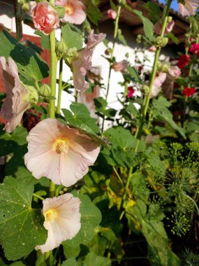 Mallow çiçekleri yumuşak pembe yapraklarını renkli bir bahçede yemyeşil yapraklar arasında sergiler. Arkaplanda parlak güneş ışığı altında geleneksel mimari yer alıyor..
