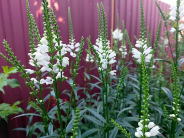 Beyaz Physostegia çiçekleri yemyeşil yaprakların arasında güneşli bir günde eşsiz şekillerini ve narin güzelliklerini sergileyerek dururlar..