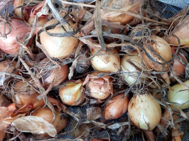 Taze toplanmış sarı soğanlar dokunmuş bir hasırın üzerinde sergileniyor. Mutfak ortamında doğal renklerini ve dokularını sergiliyorlar. Mutfak için mükemmel..