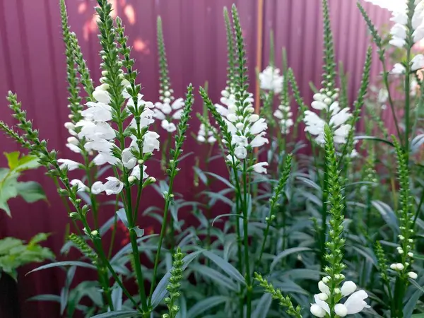 Beyaz Physostegia çiçekleri yemyeşil yaprakların arasında güneşli bir günde eşsiz şekillerini ve narin güzelliklerini sergileyerek dururlar..