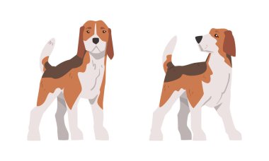 Koku Avcısı Köpek rolünde. Kahverengi İşaretli ve Büyük Kulaklı Vektör Set. Av Köpeği ve Evcil Hayvan