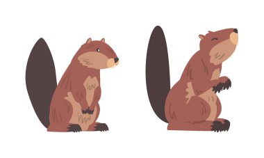 Kahverengi kürklü Semiaquatic Kemirgen ve Oturan Poz Vektör Kümesinde Uzun Burunlu. Düz Kuyruklu Vahşi Memeliler