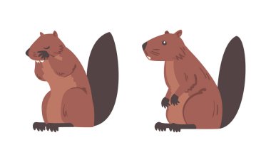 Kahverengi kürklü Semiaquatic Kemirgen ve Oturan Poz Vektör Kümesinde Uzun Burunlu. Düz Kuyruklu Vahşi Memeliler