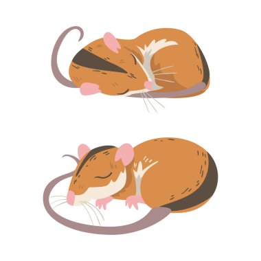 Field Mouse as Small Rodent with Long Tail and Dorsal Black Stripe Cuddling and Sleeping Vector Set. Cute Fluffy Grassland Animal Concept clipart