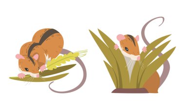 Tarla Faresi, Uzun Kuyruklu Küçük Kemirgen ve Sırt Siyah Çizgili Çimen Vektörü Kümesi. Şirin Yumuşak Çayırlık Hayvan Konsepti