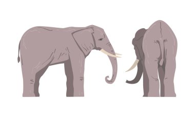 Trunk, Tusks, Ear Flaps ve Massive Legs Vector Set ile Büyük Afrika Hayvanları Olarak Ayakta Duran Fil. Vahşi otçul memeli, gri derili Savana 'da yaşıyor.