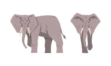 Trunk, Tusks, Ear Flaps ve Massive Legs Standing ve Walking Vector Set 'li Büyük Afrika Hayvanı. Vahşi otçul memeli, gri derili Savana 'da yaşıyor.