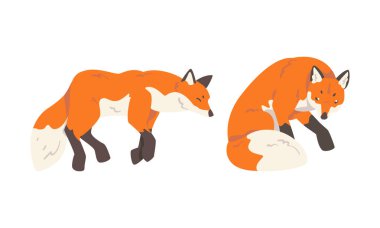 Orange Fox as Omnivorous Mammal with Pointed Snout and Long Bushy Tail Sitting and Sleeping Vector Set. Wild Animal and Woodland Habitant clipart