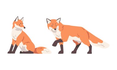 Orange Fox as Omnivorous Mammal with Pointed Snout and Long Bushy Tail Sitting and Walking Vector Set. Wild Animal and Woodland Habitant clipart