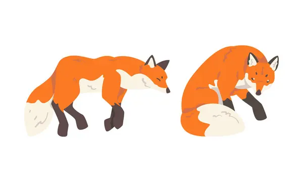 Stock vector Orange Fox as Omnivorous Mammal with Pointed Snout and Long Bushy Tail Sitting and Sleeping Vector Set. Wild Animal and Woodland Habitant