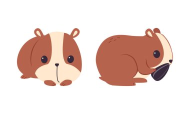 Cute Hamster Character with Stout Body Sitting and Eating Sunflower Seed Vector Set. Funny Small Rodent Animal with Chubby Snout clipart