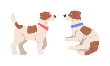 Beagle Dog Hound Breed, Kahverengi İşaretli ve Boyun Yakalı Vektör Set. Av Köpeği ve Evcil Hayvan Ayakta ve Yalancı