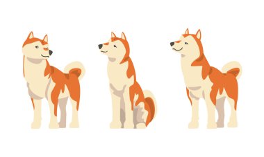 Shiba Inu, Japon Av Köpeği Türü rolünde. Penis Kulaklı, Kıvrık Kuyruklu, Oturan ve Ayakta Duran Vektör Seti. Kırmızı Çift Ceketli Safkan Evcil Hayvan