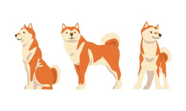 Shiba Inu, Japon Av Köpeği Türü rolünde. Penis Kulaklı, Kıvrık Kuyruklu, Oturan ve Ayakta Duran Vektör Seti. Kırmızı Çift Ceketli Safkan Evcil Hayvan