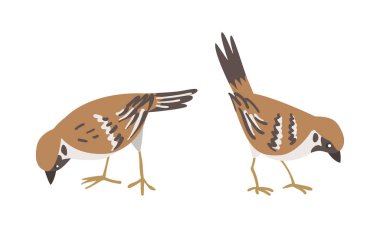 Kahverengi ve Gri Küçük Yolcu Kuşu rolünde Sparrow ve Kısa Kuyruk Ayaklı Vektör Set. Uçan Tohum Yiyen Kanatlı ve Tüylü Canlı Türler