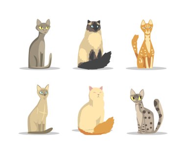 Oturan Poz Vektör Seti 'nde kuyruğu ve şirin burnu olan tüylü safkan kedi. Güzel Ağızlıklı Komik Evcil Hayvan