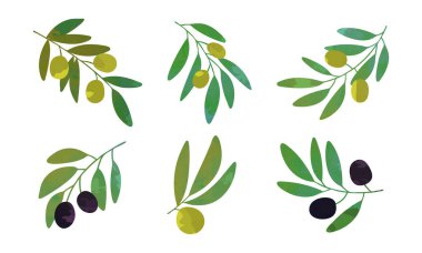 Olgun Akdeniz Gıda Vektörü Seti Olarak Asılı Siyah ve Yeşil Meyveli Zeytin Dalı. Raw Fat Seasonal Cultivar
