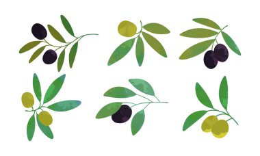 Olgun Akdeniz Gıda Vektörü Seti Olarak Asılı Siyah ve Yeşil Meyveli Zeytin Dalı. Raw Fat Seasonal Cultivar