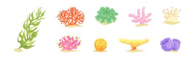 Renkli mercan ve deniz dibi vektör seti. Su Altındaki Parlak Su Flora