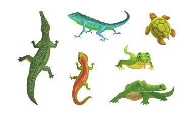 Bir grup amfibi. Kaplumbağa, varan, timsah, kertenkele sürüngen hayvan karikatür çizimi beyaz üzerinde izole