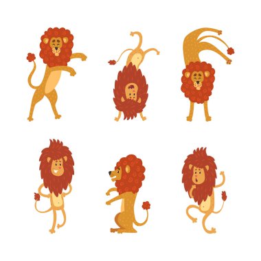 Çeşitli pozlarda komik aslanlar. Şirin vahşi Afrika sirki hayvanı numaralar yapıyor vektör illüstrasyonları beyazlar üzerinde izole edilmiş