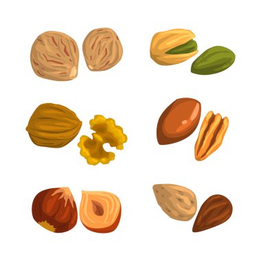 Fındık ve tohumlar. Ceviz, fındık, ceviz, hindistan cevizi, ceviz, ceviz, badem vektör çizimi beyaz üzerine izole edilmiş.