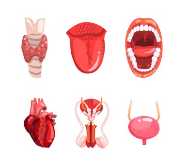 Kalp, tiroid bezi, dil, ağız, mesane ve üreme organı seti olan insan iç organları. Anatomik Fizyoloji