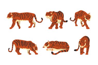 Çizgili Turuncu Kürklü Yetişkin Büyük Kaplan Yaşayan En Büyük Kedi Tür Vektörü Seti. Vahşi Yaşam ve Hayvanlar Olarak Etçil Memeliler