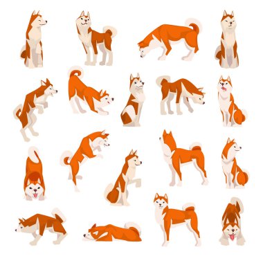 Shiba Inu, Japon Av Köpeği Türü rolünde. Penis Kulaklı ve Kıvrık Kuyruklu Farklı Poz Büyük Vektör Seti. Kırmızı Çift Ceketli Safkan Evcil Hayvan Konsepti