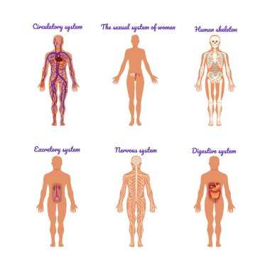 Dolaşım, Cinsel, İnsan İskeleti, Dışkı, Sinir ve Sindirim Vektörü Seti olan Ana İnsan Vücut Sistemleri. Biyolojik Organ Farklı Fonksiyonlar Konsepti