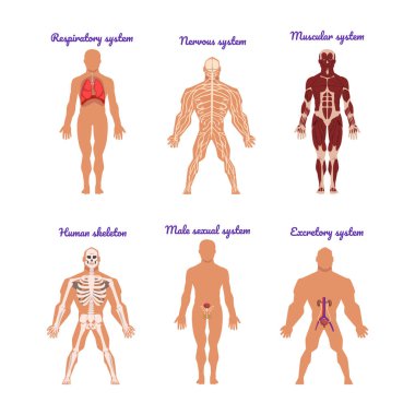 Solunum, Gergin, Kaslı, İnsan İskeleti, Cinsel ve Dışkısal Vektör Seti olan Ana İnsan Vücut Sistemleri. Biyolojik Organ Farklı Fonksiyonlar Konsepti