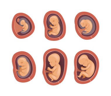 Process of Fetal Development or Embryological Stage Vector Set. Human Embryo Moving in Uterus as Growing Throughout Pregnancy Concept clipart