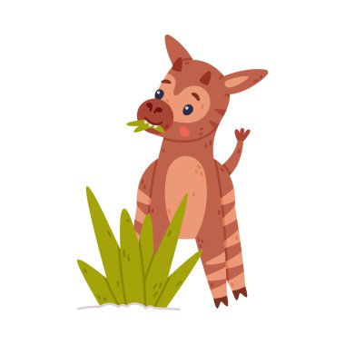 Şirin bebek okapi otluyor ve ot yiyor. Beyaz üzerine izole edilmiş komik vahşi Afrika hayvan karakteri çizgi film vektör çizimi