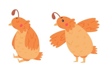 İpli bıldırcın kuşu ve tüyleri Oturan ve Ayakta Duran Vektör Set. Komik Uçan Yaratık ve Küçük Sevimli Kuş