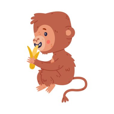 Muz yiyen komik şirin bebek maymun. Beyaz üzerinde izole edilmiş Afrika tropikal hayvan çizgi film karakteri çizimi